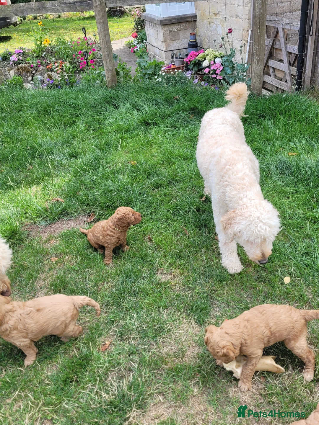 Mixed Breed dogs for sale: Miniature Goldendoodle Puppies - Image 17