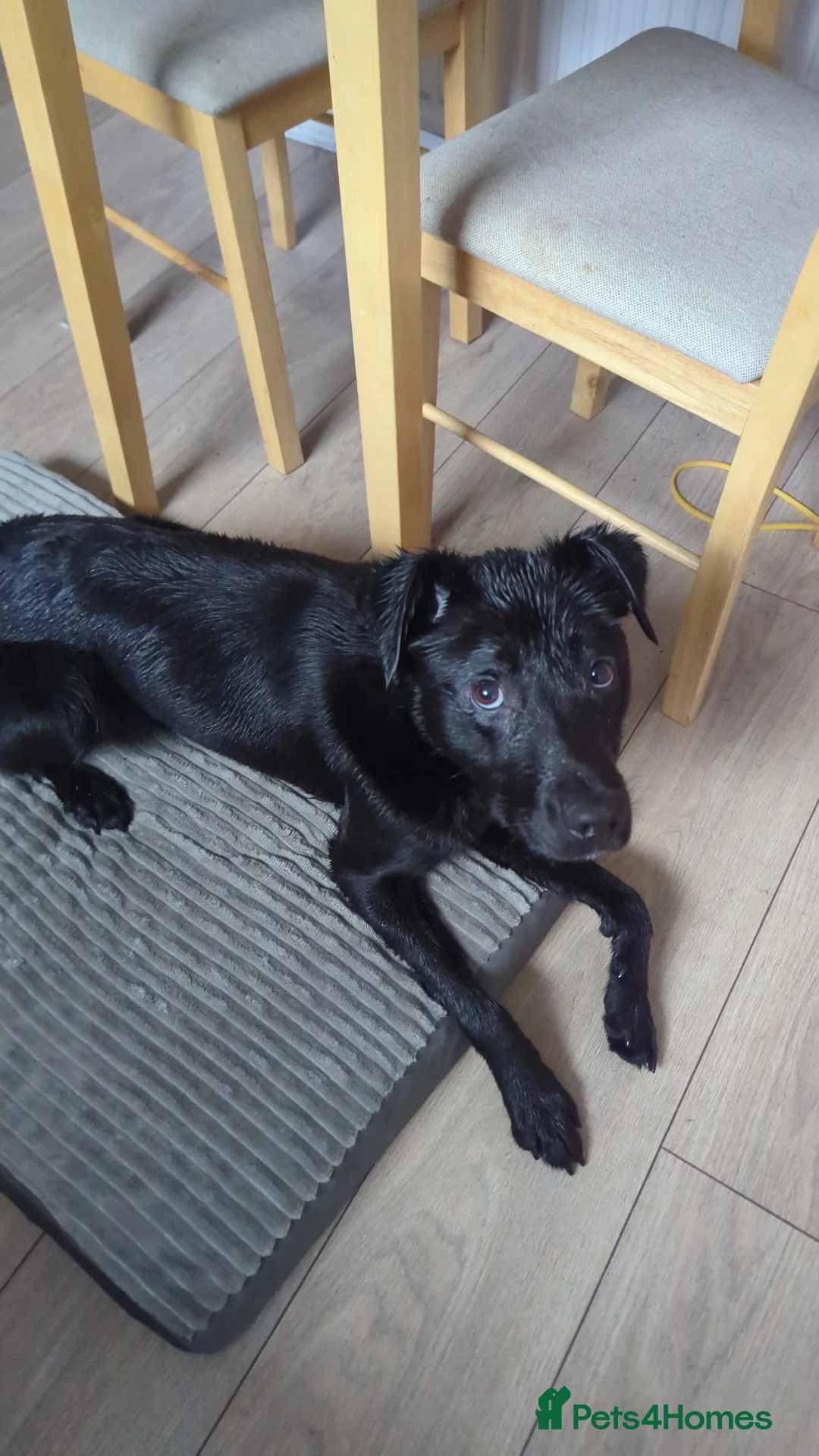 Borador dogs for sale: 1 year old male Borador  - Advert 2