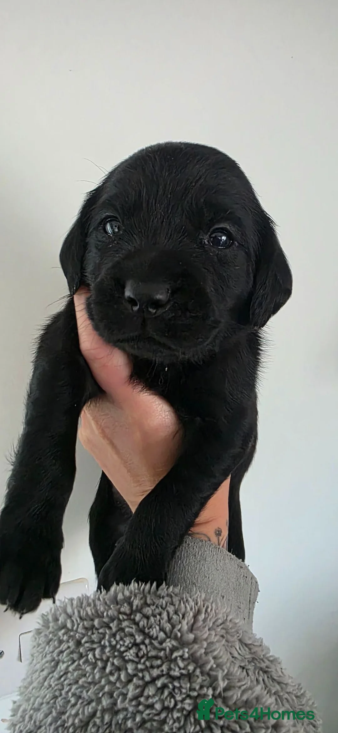 Labrador Retriever dogs for sale: One male labrador puppy remaining  - Advert 2