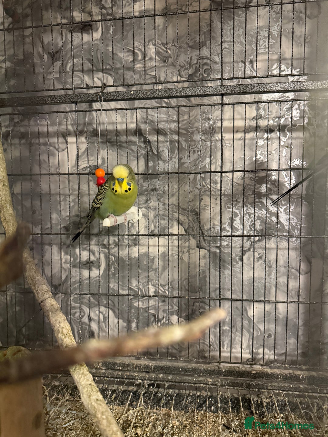Budgerigars birds for sale: Budgies for sale ,canvey island £20 each. - Advert 10