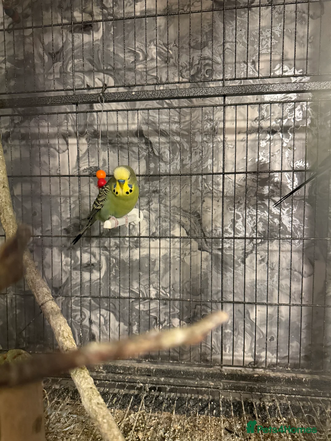 Budgerigars birds for sale: Budgies for sale ,canvey island £20 each. - Advert 10