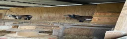Goats livestock for sale: pygmy goats in Deeside - Advert 3