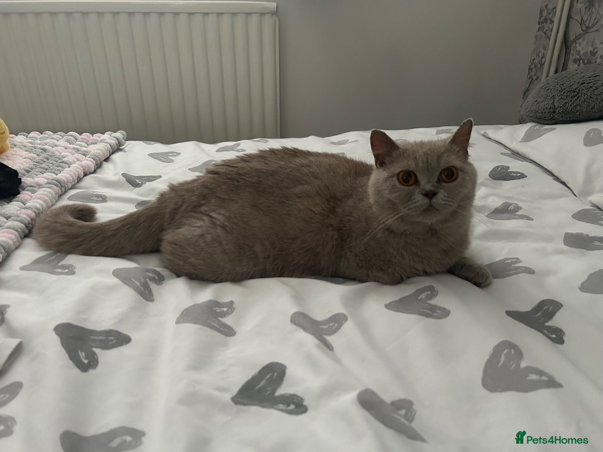 British Shorthair cats Beautiful British Shorthairs - Advert 1