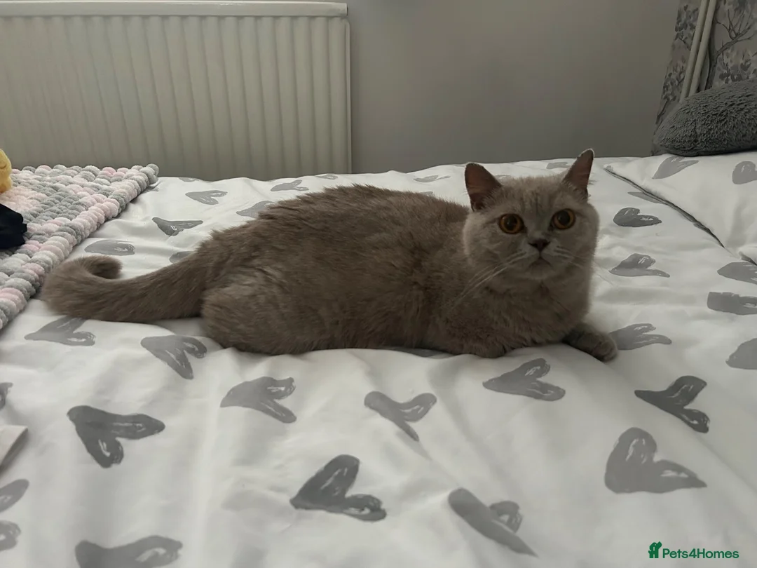 British Shorthair cats for sale: Beautiful British Shorthairs in Stowmarket - Advert 1