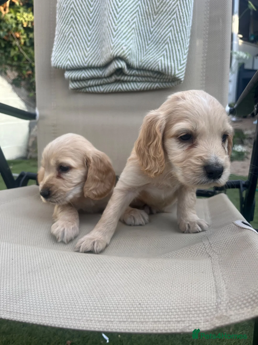 Cocker Spaniel dogs for sale: Beautiful litter of cocker spaniel puppies  - Advert 2