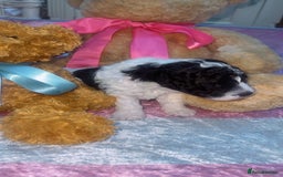 Jackapoo dogs for sale:  Ready on the 18th of December 3 jackapoo puppy’s - Advert 3