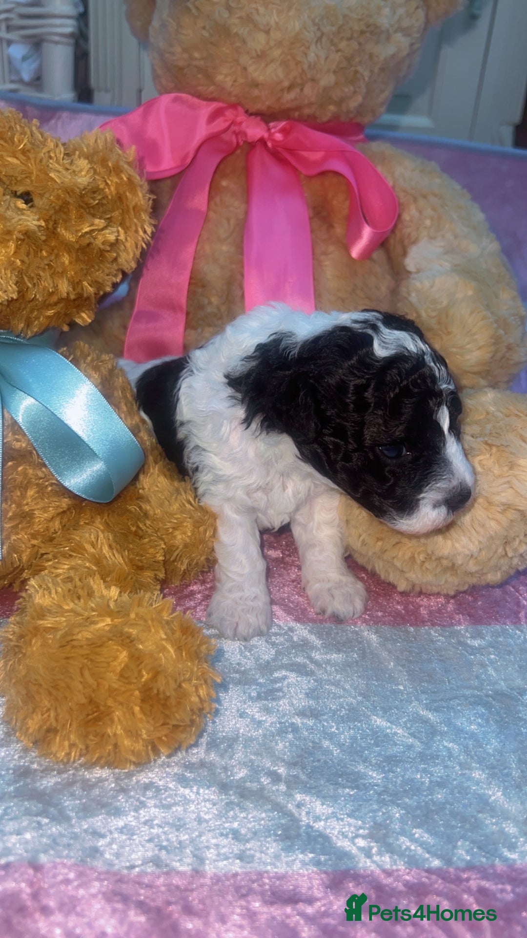 Jackapoo dogs for sale:  Ready on the 18th of December 3 jackapoo puppy’s - Advert 3