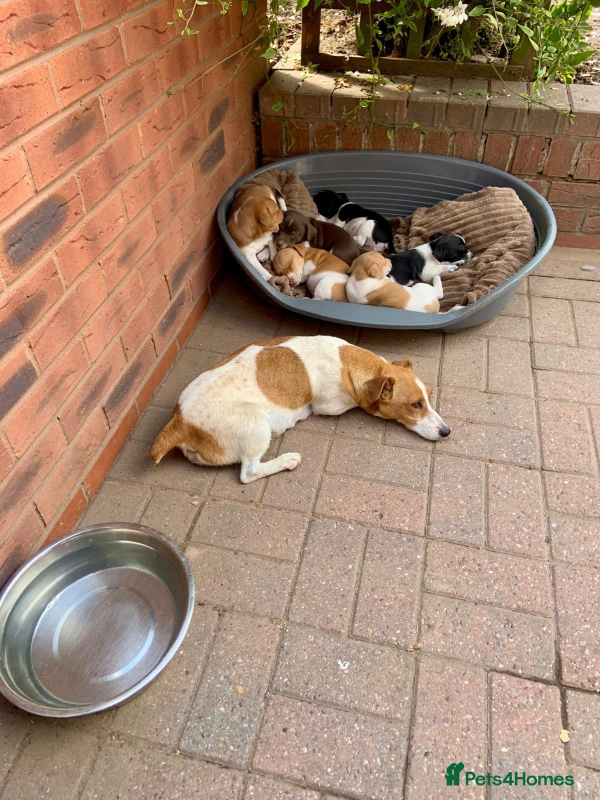 Jack Russell dogs Stunning jack Russell puppies  - Advert 1