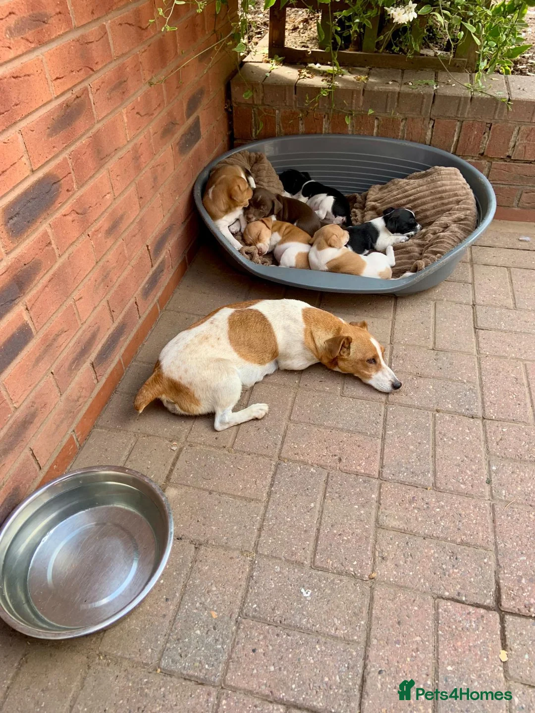 Jack Russell dogs for sale: Stunning jack Russell puppies  in Wolverhampton - Advert 1