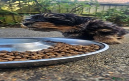 Yorkshire Terrier dogs for sale: 🐶 ONLY ONE LEFT! - Yorkshire Terrier Puppies - Image 5