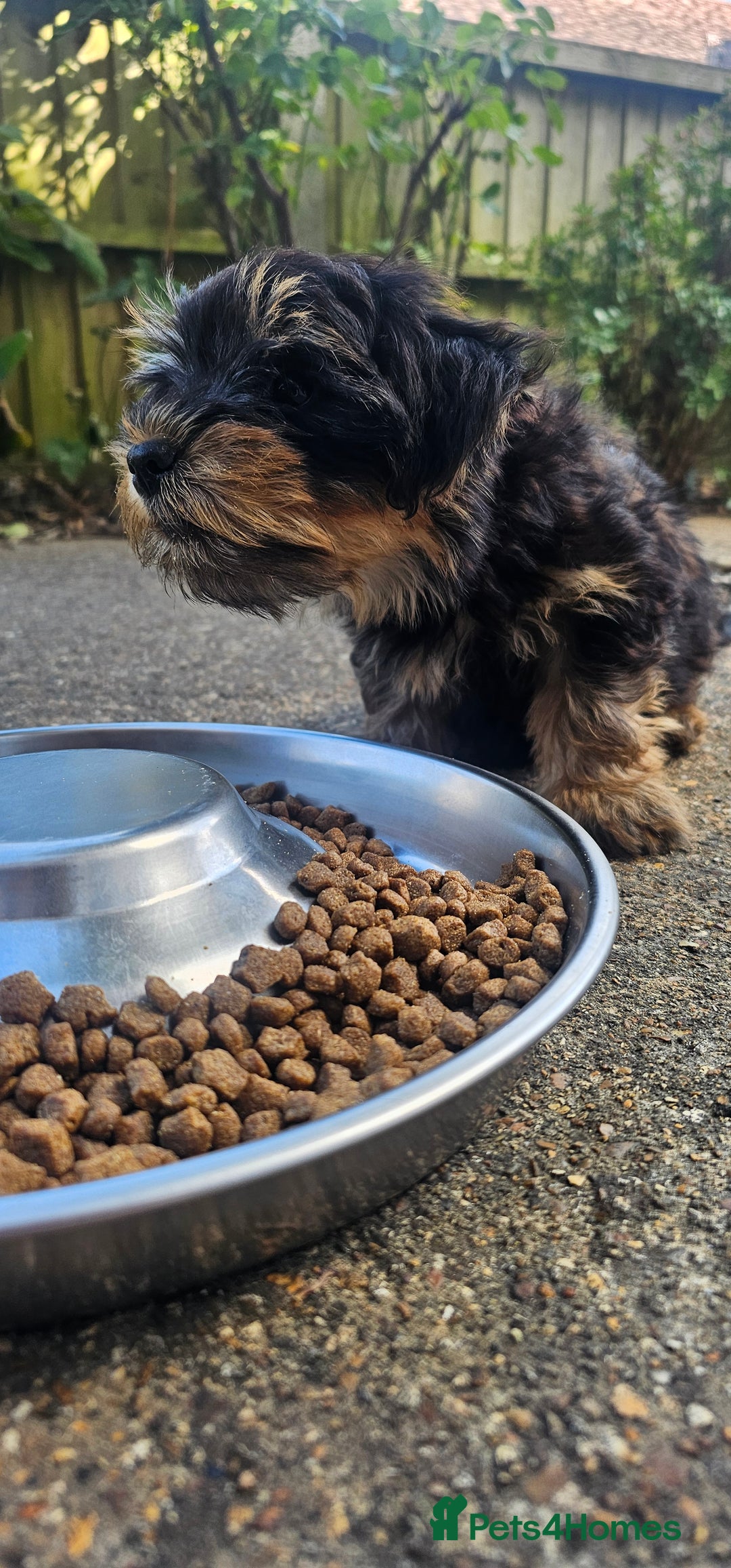 Yorkshire Terrier dogs for sale: 🐶 ONLY ONE LEFT! - Yorkshire Terrier Puppies - Image 5