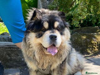 Chow Chow dogs Black Tan Merle Chow Chow Available for Stud in Sheffield - Advert 5