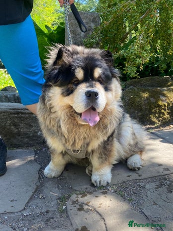 Chow Chow dogs in Sheffield - Advert 1