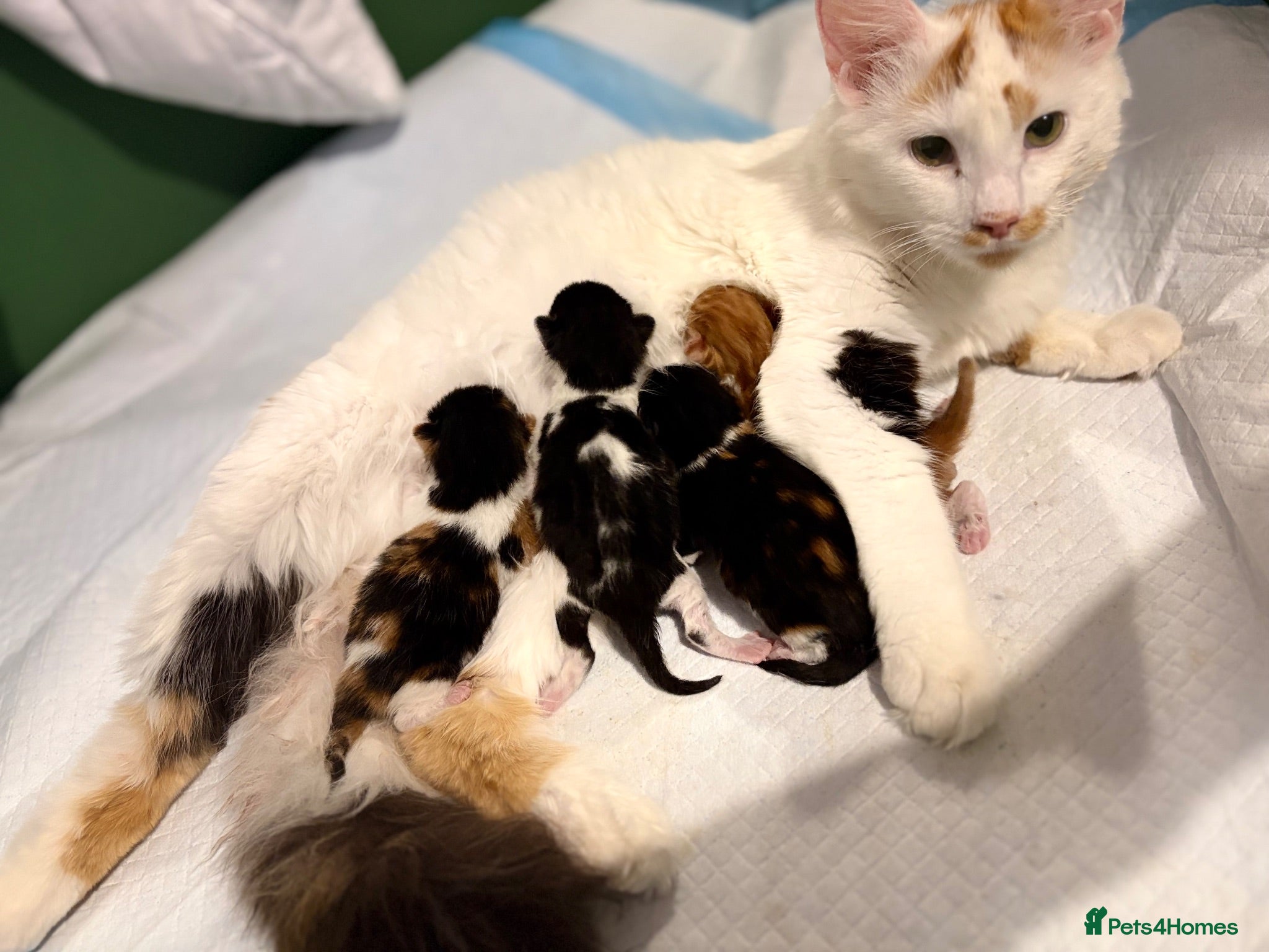Mixed Breed cats 3 kittens available  - Advert 2