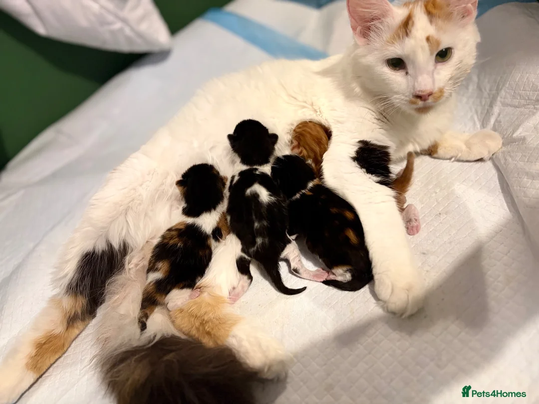 Mixed Breed cats for sale: 3 kittens available  in Cannock - Advert 1
