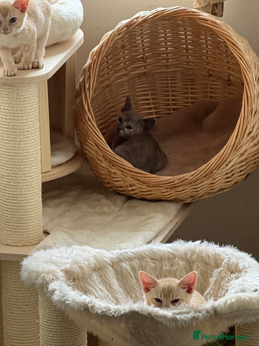 Burmese cats for sale: A fantastic litter of 7 Burmese babies  - Image 29