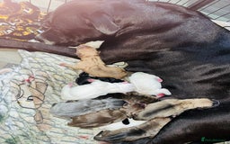 American Bull Staffy dogs for sale: Beautiful American bulldog x staff puppies   - Image 2