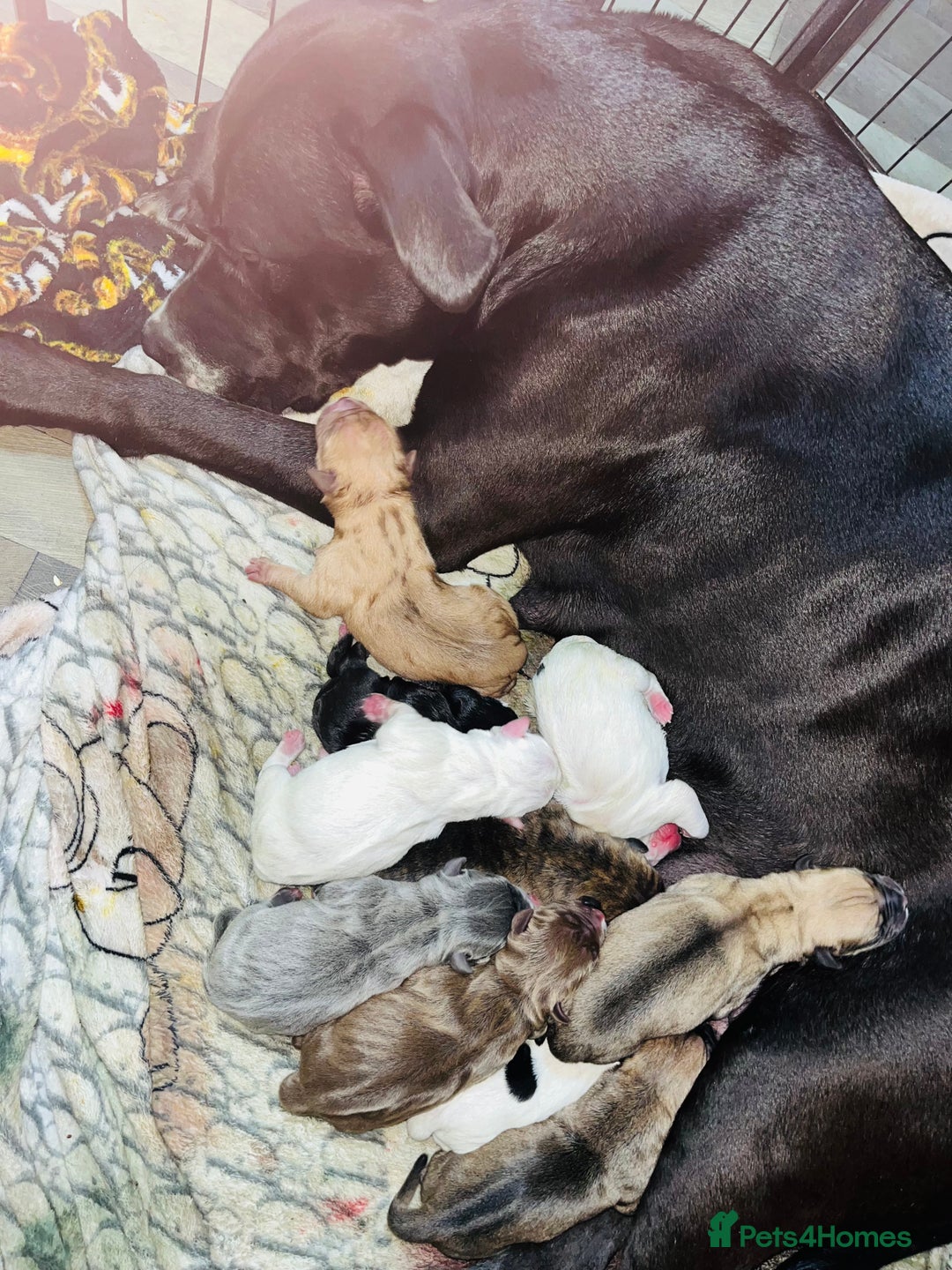 American Bull Staffy dogs for sale: Beautiful American bulldog x staff puppies   - Image 2