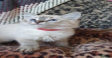 Ragdoll cats - Advert 10