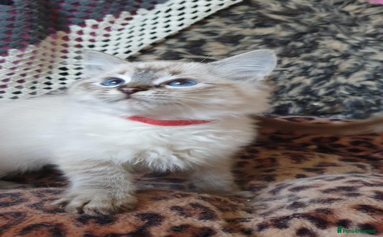 Ragdoll cats - Advert 13
