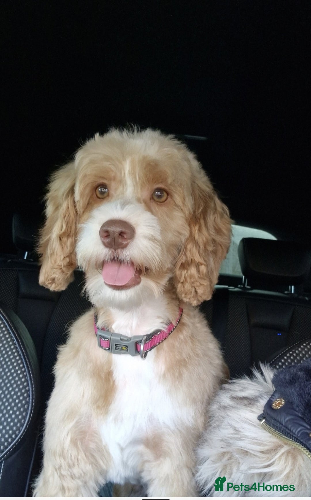 Cockapoo dogs for sale: 2 female cockapoos 7 weeks old - Image 5