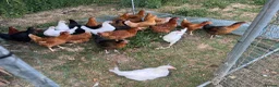 Chickens poultry for sale: 17 weeks old point of lay hens for sale  in London - Advert 7