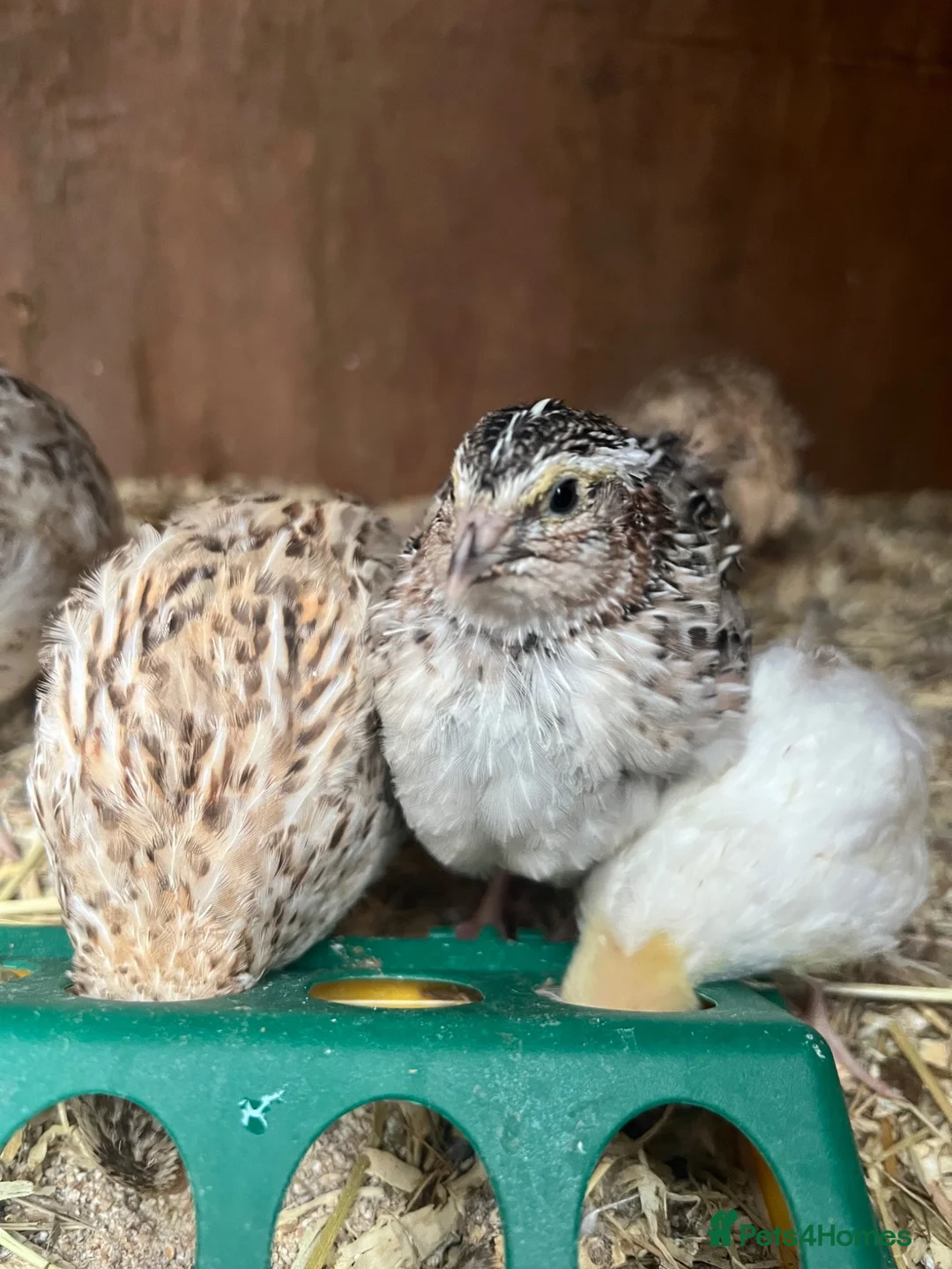 Quail poultry for sale: Male Courtanix Quails for sale in Hook - Advert 1