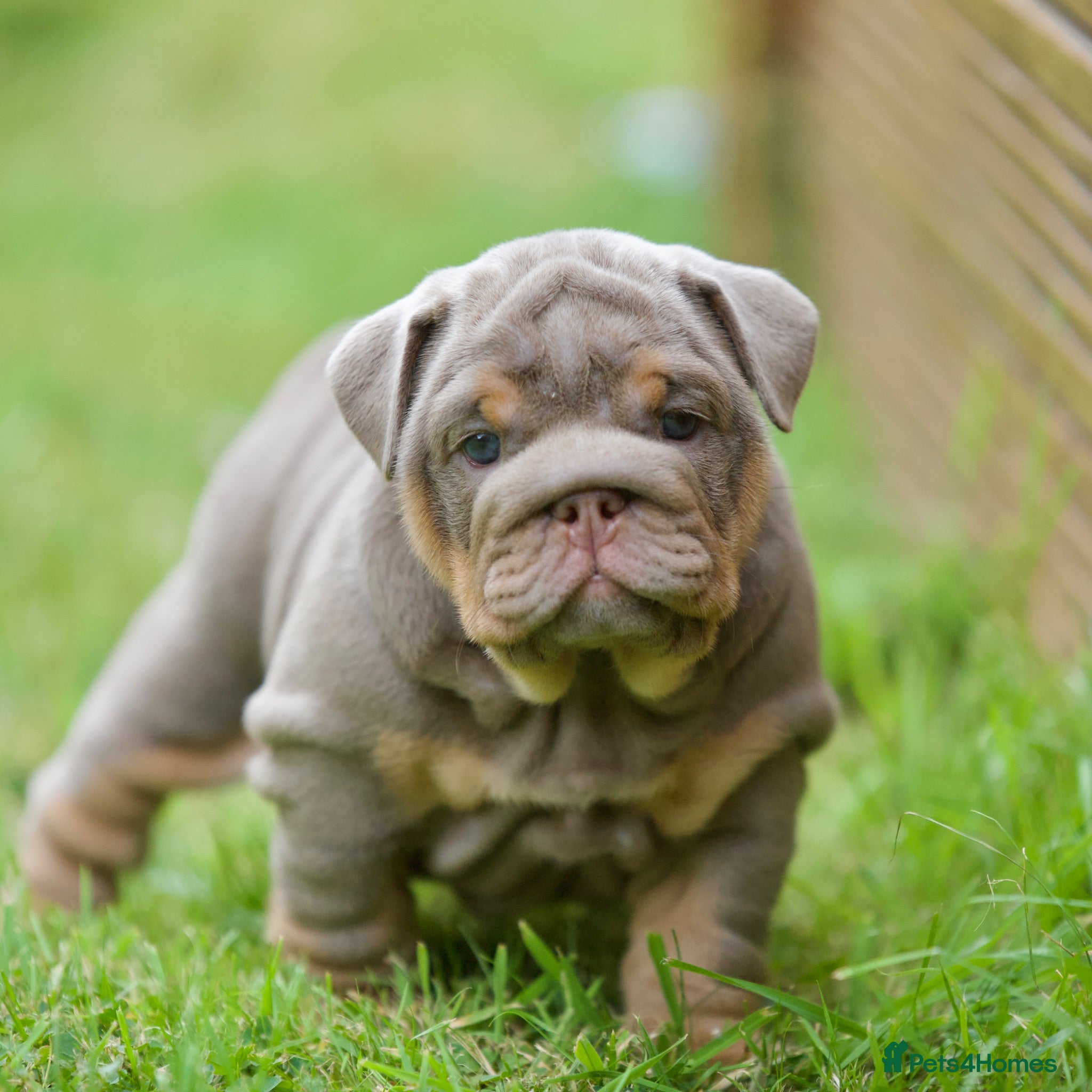 English Bulldog dogs EPIC BULLYZ PUPS - Advert 1