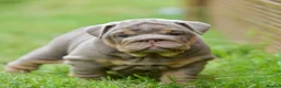 English Bulldog dogs for sale: EPIC BULLYZ PUPS in Halesowen - Advert 1