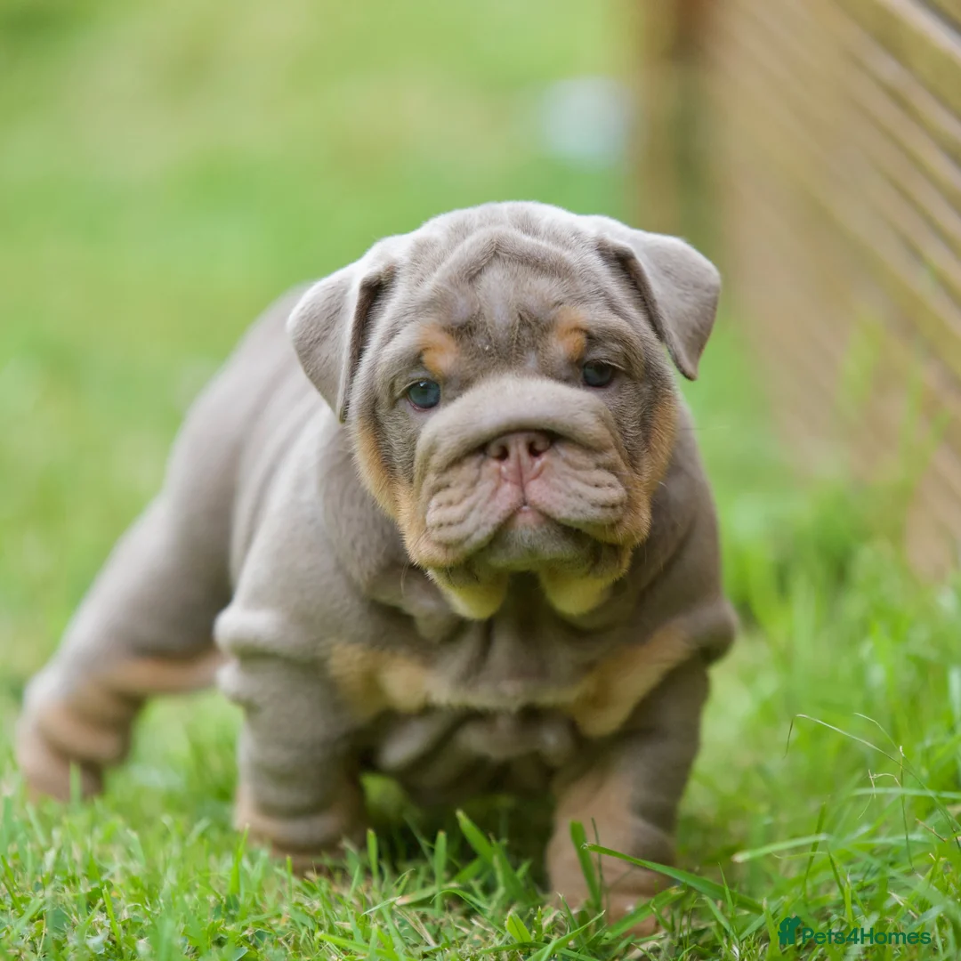 English Bulldog dogs for sale: EPIC BULLYZ PUPS in Halesowen - Advert 1