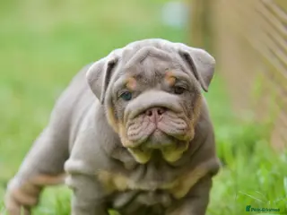 English Bulldog dogs EPIC BULLYZ PUPS - Advert 1