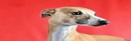 Whippet dogs for sale: Crufts winning parents - Advert 5