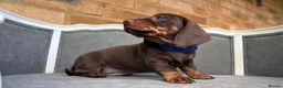 Dachshund dogs for sale: Standard dachshund puppies  - Advert 16