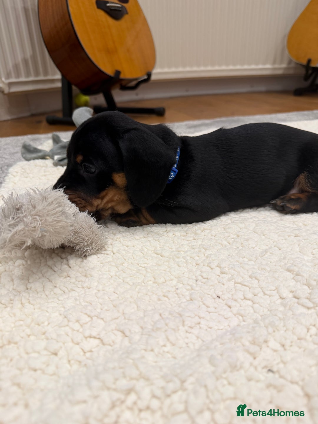 Dachshund dogs for sale: Beautiful Dachshund Puppies – KC Registered Lines - Advert 31