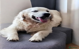 Golden Retriever dogs for sale: Golden retriever male - Image 4