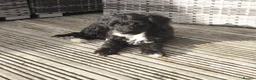 Australian Labradoodle dogs for sale: Australian Labradoodle Small Size  - Advert 3