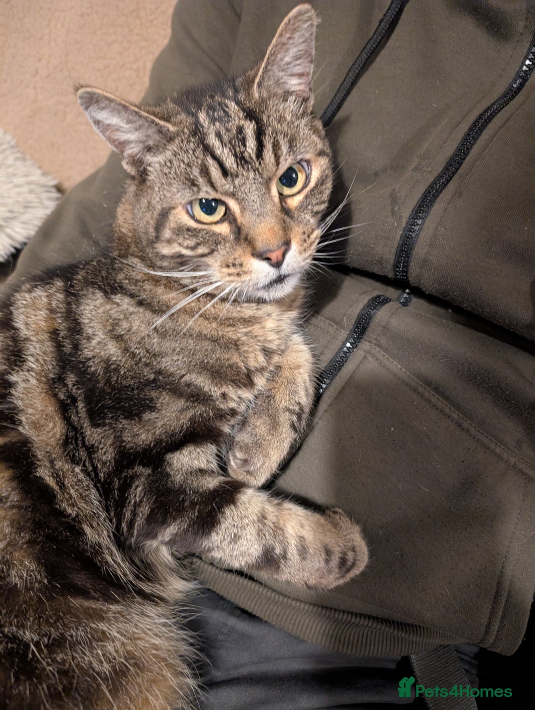 British Shorthair cats for sale: Male British shorthaired tabby  - Image 3