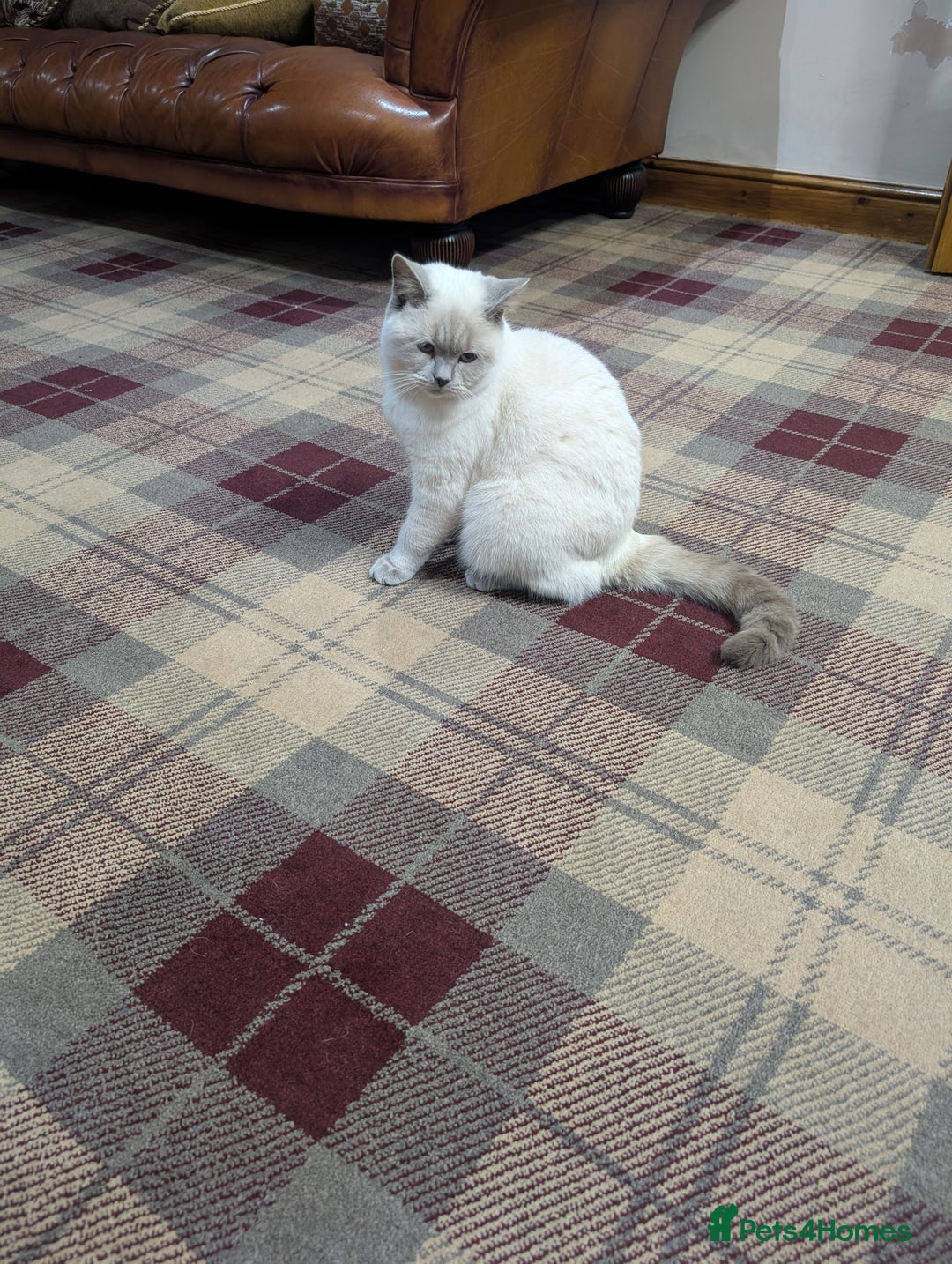 British Shorthair cats for sale: Male British shorthair white 10 months - Advert 4