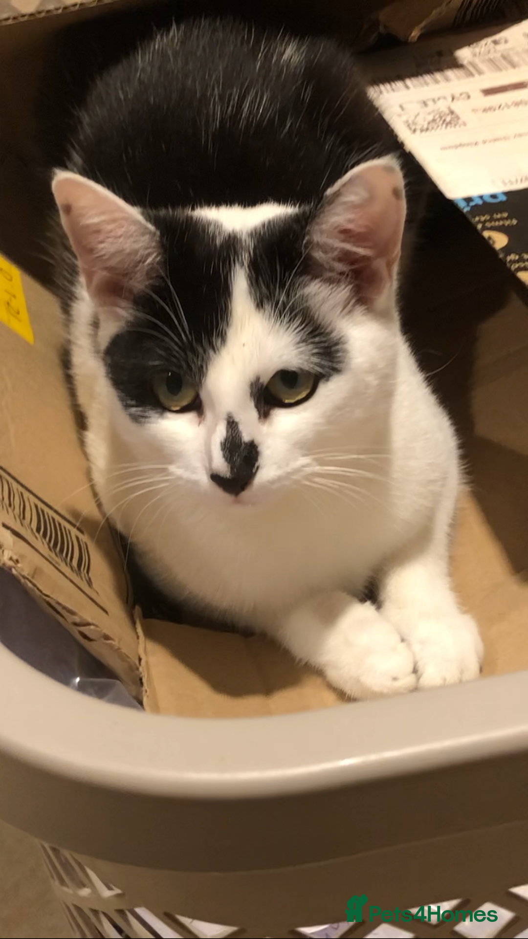 Mixed Breed cats for sale: kitten for sale - Image 8