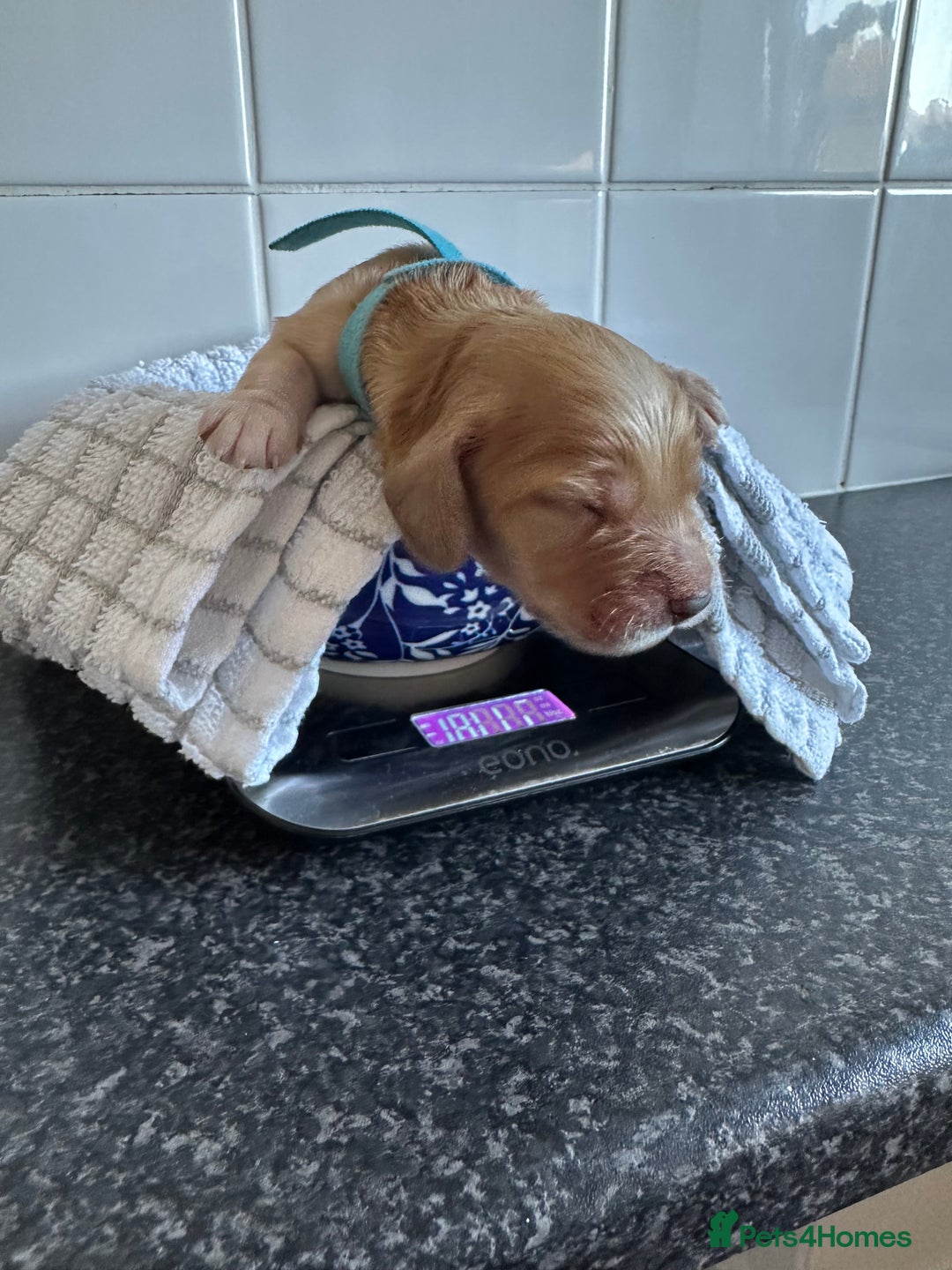 Cockapoo dogs for sale: Red & Apricot Cockapoo puppies  - Advert 7