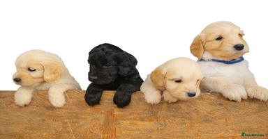 Cockapoo dogs - Advert 4