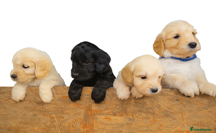 Cockapoo dogs - Advert 5