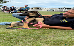 German Shepherd dogs for sale: Male and female German shepherd  - Image 2