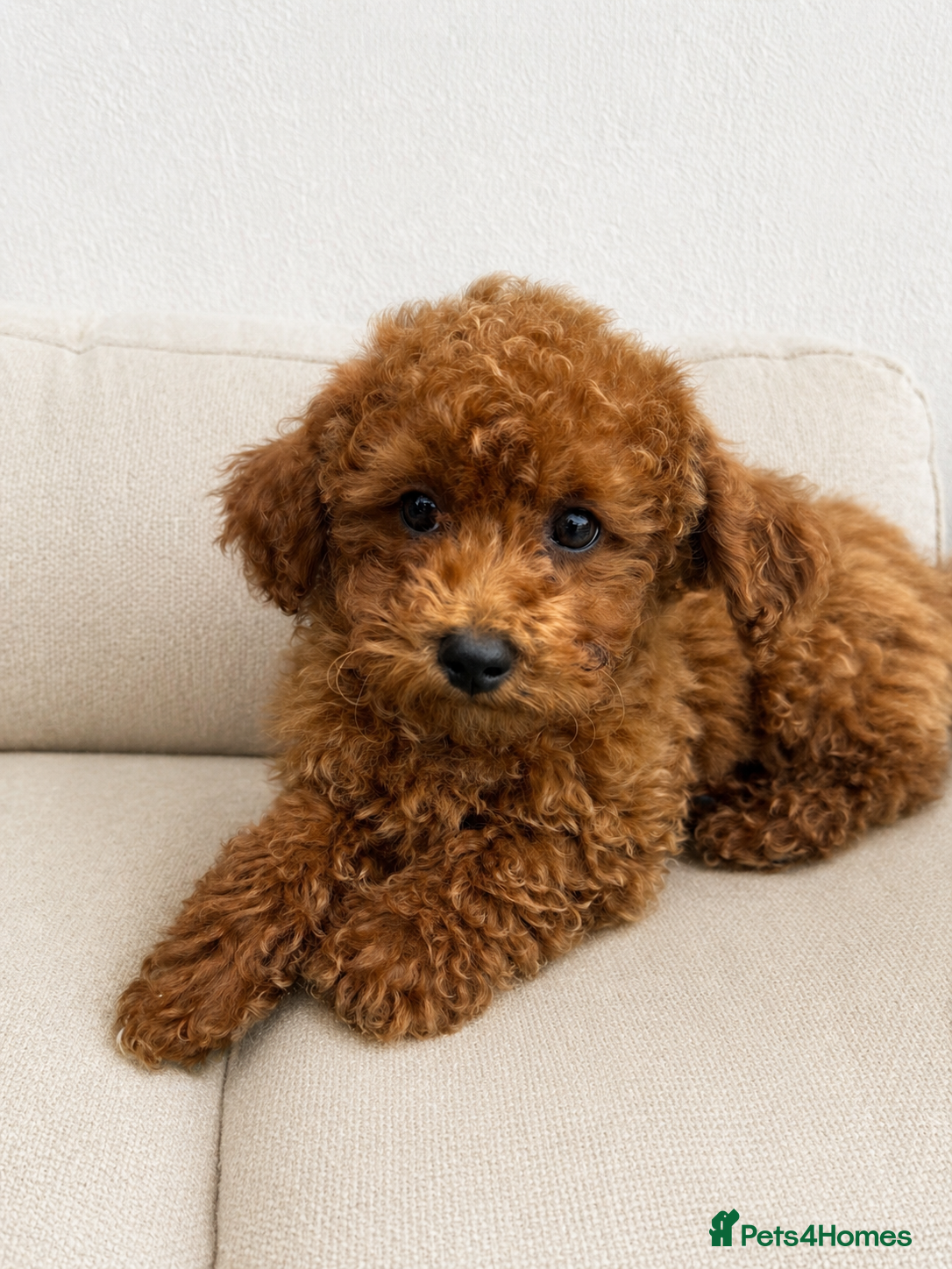 Poochon dogs Asian mini pochoon puppies -Tiny and Curly - Advert 1