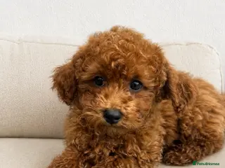 Poochon dogs Asian mini pochoon puppies -Tiny and Curly - Advert 1