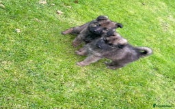 German Shepherd dogs for sale: German shepherd puppies for sale  - Image 5