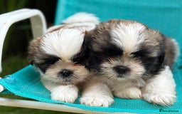 Shih Tzu dogs for sale: Beautiful  Shih tzu  - Image 2