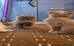 British Shorthair cats for sale: BSH BLUE AND BSH GOLD KITTENS Ready now! - Image 18