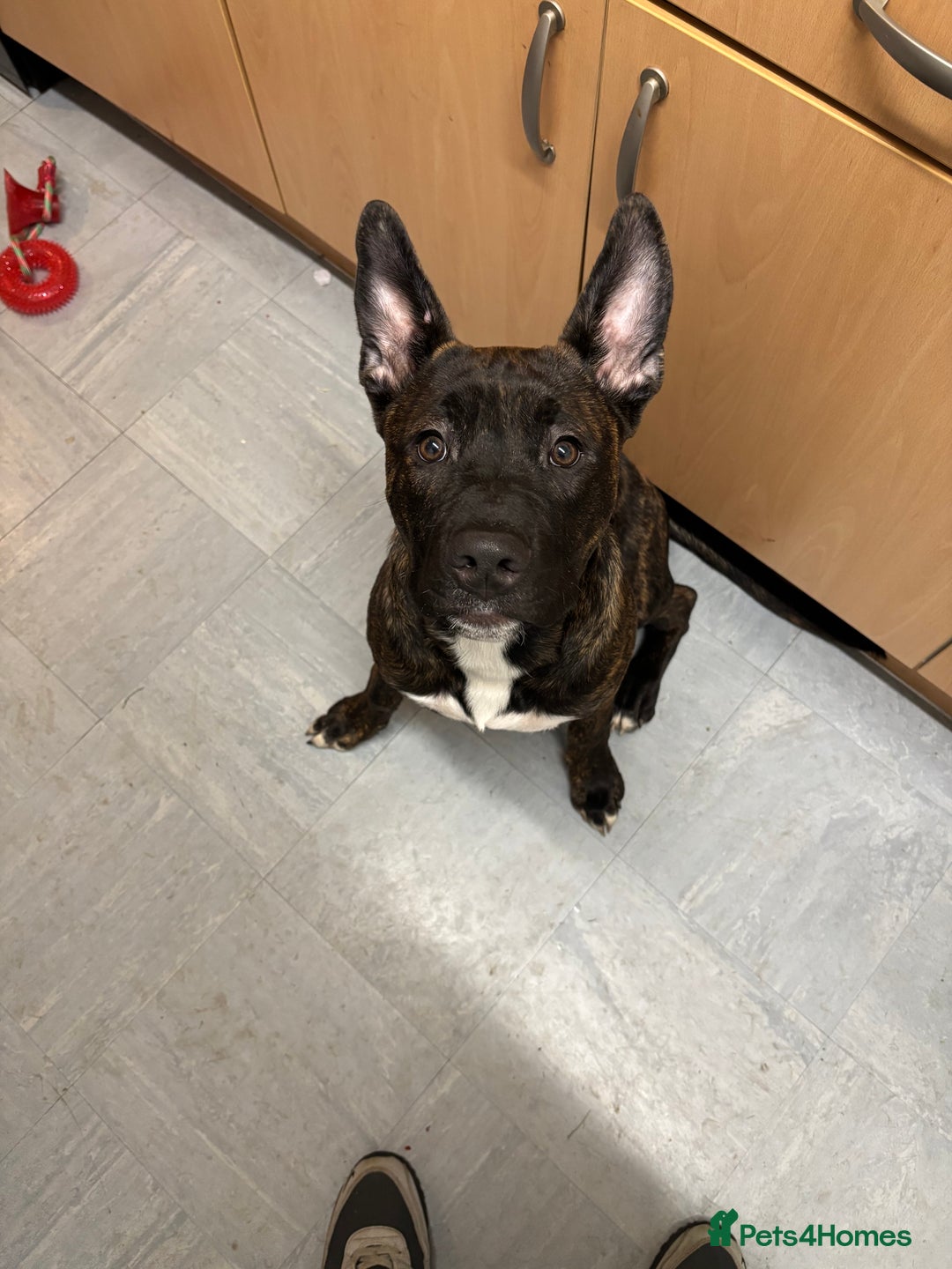 Mixed Breed dogs for sale: Zeus - Belgian malinois x Japanese Akita - Advert 1