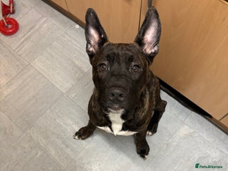 Mixed Breed dogs Zeus - Belgian malinois x Japanese Akita - Advert 3